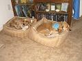 Bunky and Mittens 2007 004